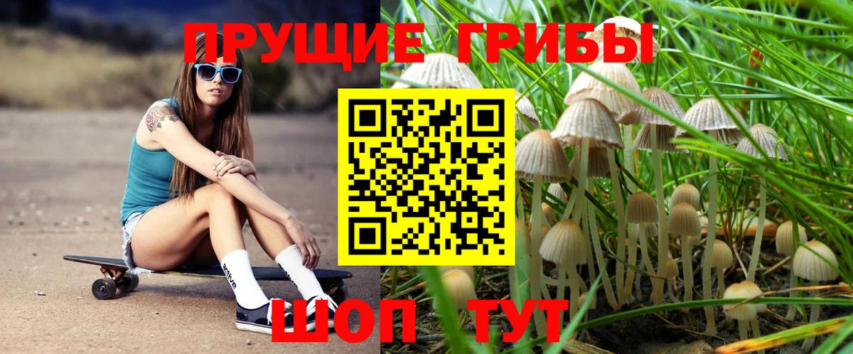 Псилоцибиновые грибы Psilocybine cubensis Светлоград